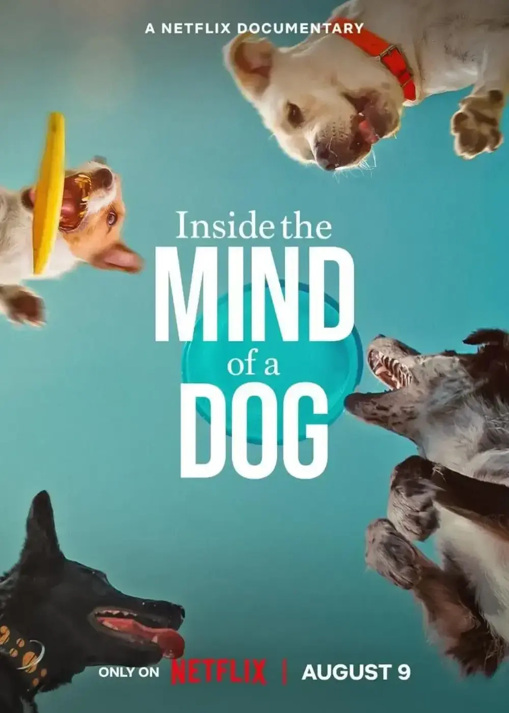 Inside the Mind of a Dog