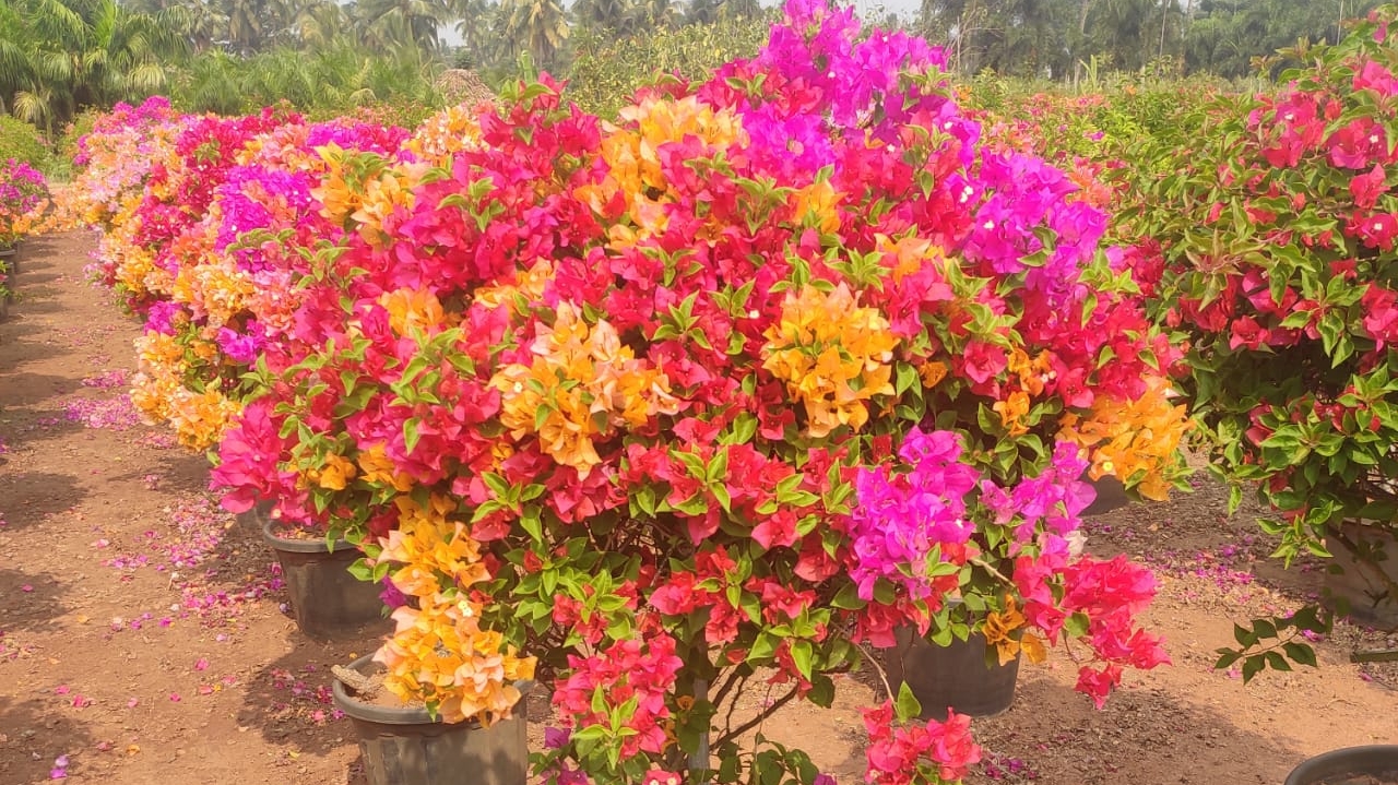 M/S PAHARI APPLIANCES