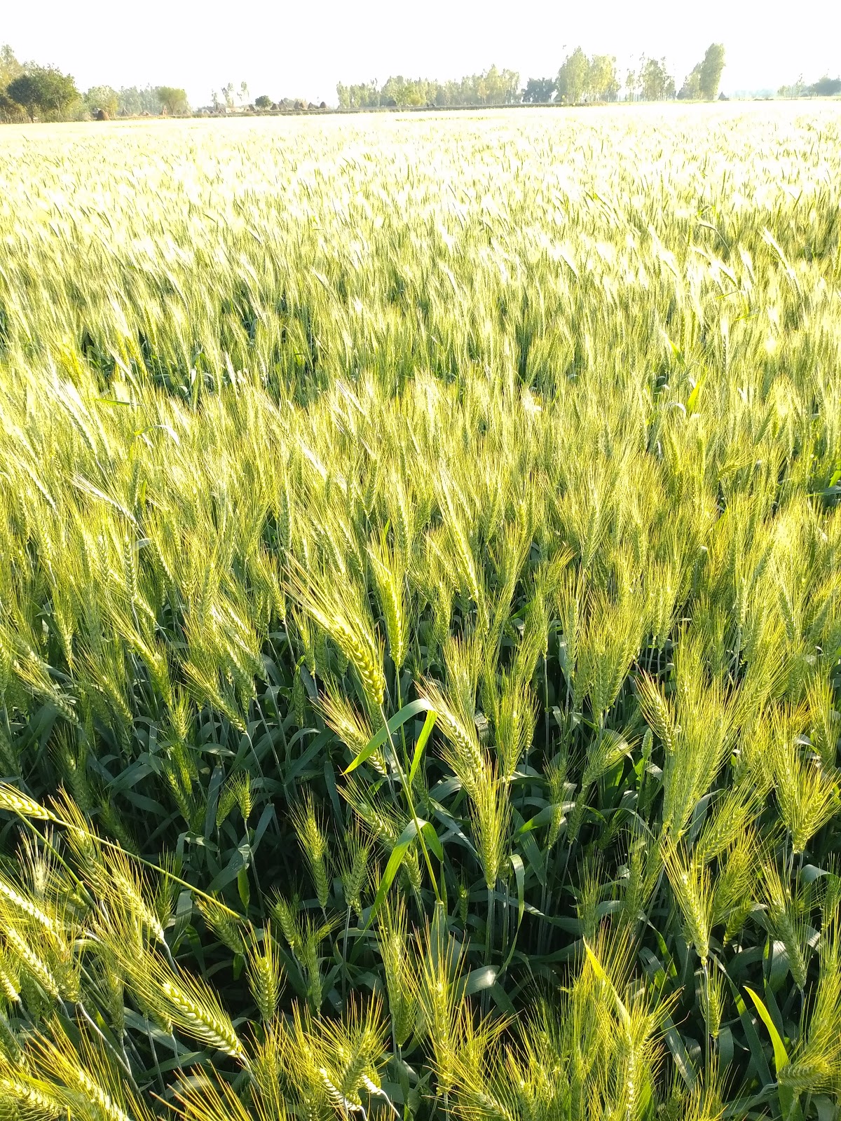 M/S SHAURYA AIRCON ENTERPRISES 2